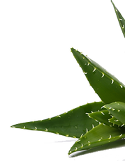 Aloe Vera Pflanze  Die Pflanze mit den vielen Fhigkeiten