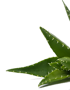 Aloe Vera Pflanze