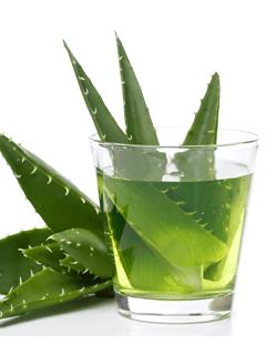 Aloe Vera Drink - gute Gründe, Aloe Vera zu trinken