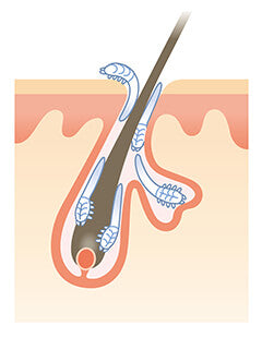 Demodex-Milben