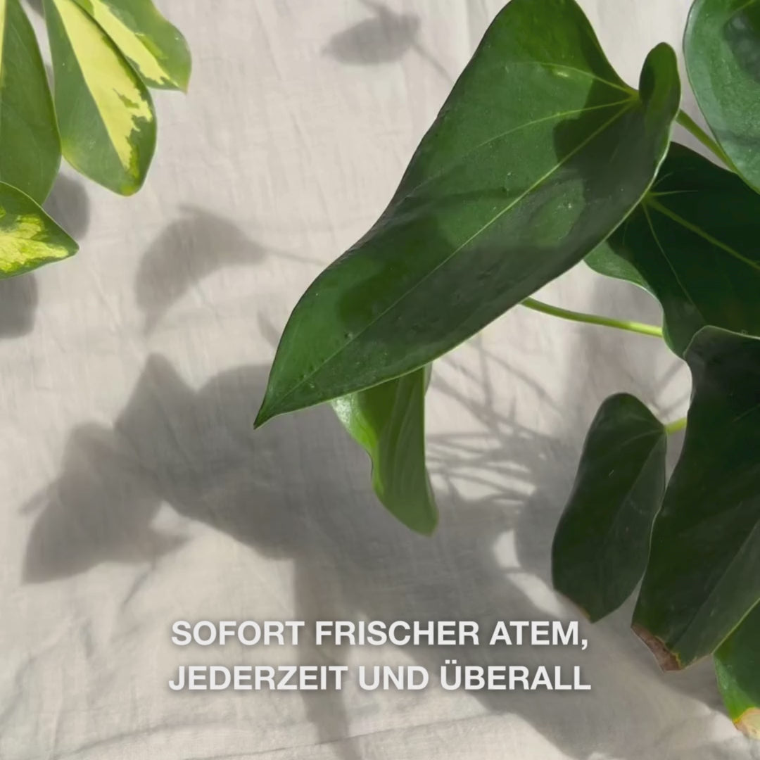 Nahaufnahme einer Hand, die die kompakte Mundspraydose leicht schüttelt und einen feinen, hydratisierenden Nebel auf Zunge und Zahnfleisch sprüht — der leichte, kühlende Sprühnebel erfrischt sofort den Atem, spendet Feuchtigkeit bei trockenem Mund, beruhigt Irritationen und hinterlässt ein minzig-frisches Gefühl.