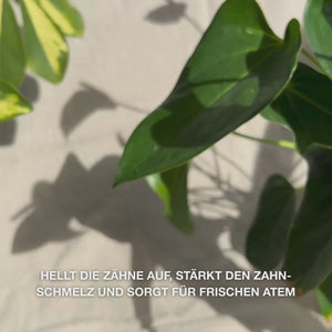 Nahaufnahme einer Hand, die eine erbsengroße Portion der Whitening-Zahnpasta auf die Zahnbürste drückt, und sanft in kreisenden Bewegungen putzt: Die feine Paste mit hydratisiertem Silica, Alumina und Menthol entfernt Verfärbungen, stärkt den Zahnschmelz und sorgt für frischen Atem 