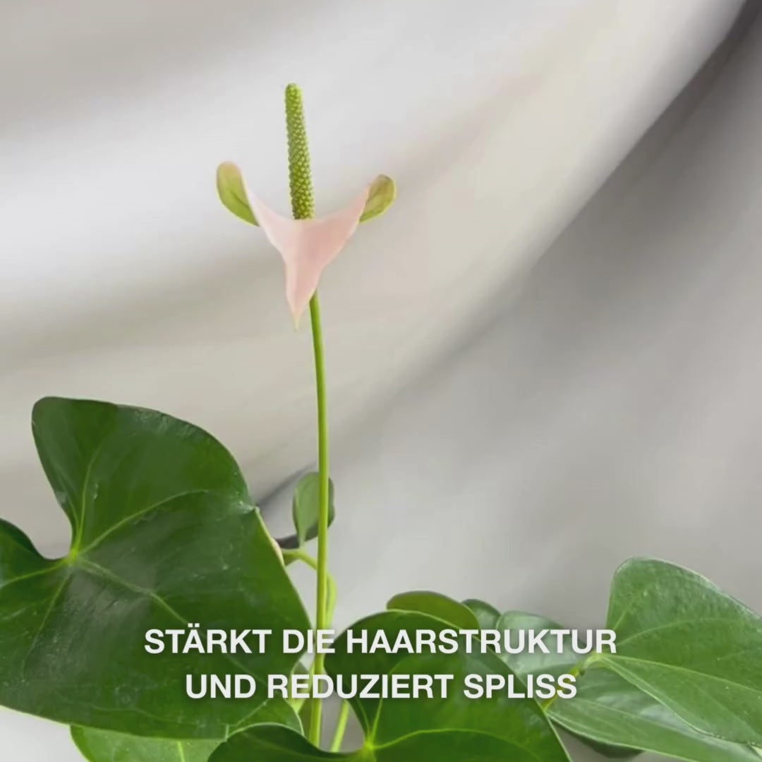 Vitamin B12 Hair Conditioner für geschädigtes Haar. Bond-Effekt stärkt und repariert. Mit Vitamin B12, Panthenol & Elaya Renova™.