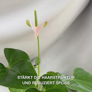 Vitamin B12 Hair Conditioner für geschädigtes Haar. Bond-Effekt stärkt und repariert. Mit Vitamin B12, Panthenol & Elaya Renova™.